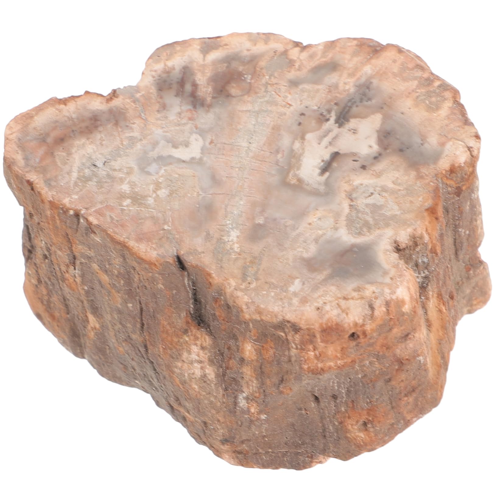 綺麗な化石 天然木 化玉原石